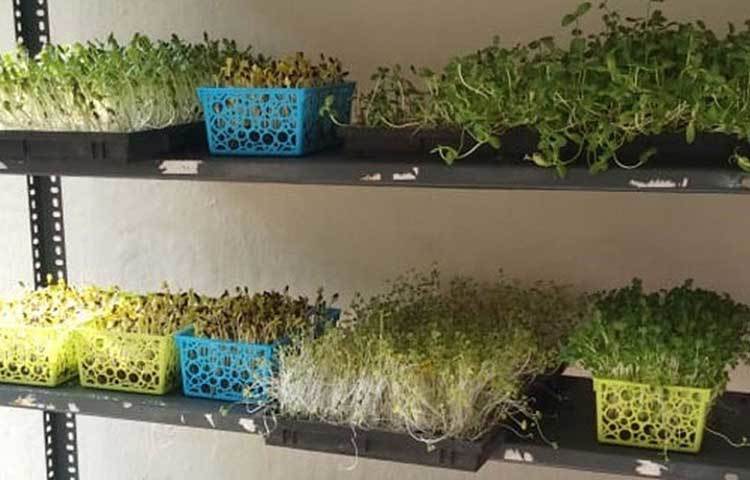 এর মাঝে আরও একটা কাজ করেছিলেন তিনি। চাকরি ছেড়ে নিজের একটি সংস্থা চালু করেন তিনি। নিজের সংস্থার নাম দেন ‘গ্রাসরুট ফাউন্ডেশন ট্রাস্ট ২০০৩’। এই সংস্থা মূলত শিশুদের অধিকার নিয়ে কাজ করত।