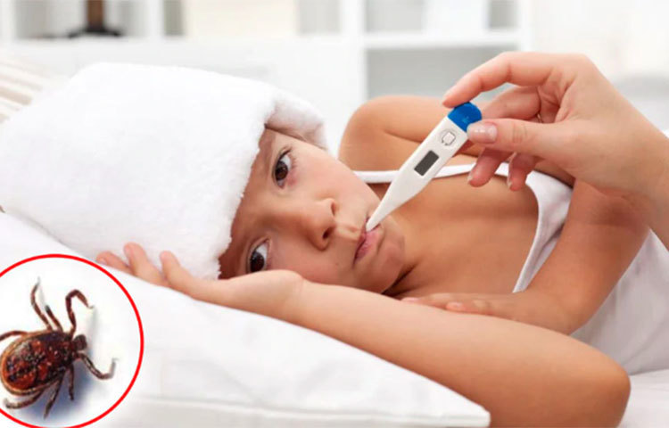 আবহাওয়া বদলাচ্ছে। একটু একটু করে প্রভাব পড়ছে বর্ষার। আর তার সঙ্গেই ঘরে ঘরে সর্দি-জ্বরের সমস্যা শুরু হয়েছে। আবহাওয়ার পরিবর্তনের সঙ্গে সঙ্গে ‘ভাইরাল ফিভার’-এর পাশাপাশি আতঙ্ক বাড়াচ্ছে ডেঙ্গি। অধিকাংশ ক্ষেত্রে রক্ত পরীক্ষার আগে পর্যন্ত বোঝাই যাচ্ছে না জ্বরের কারণ। কিন্তু সাম্প্রতিক কয়েকটি ঘটনা সাধারণ মানুষের পাশাপাশি চিন্তা বাড়িয়েছে চিকিৎসকদেরও। নতুন আতঙ্কের নাম ‘স্ক্রাব টাইফাস’!