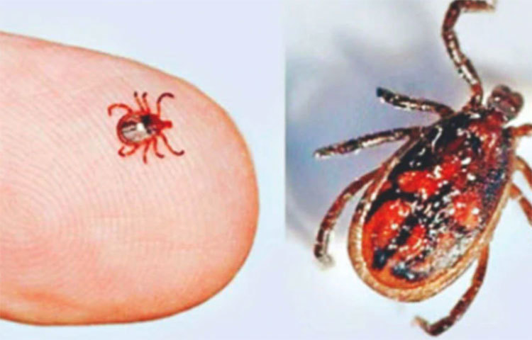 অনেকেই স্ক্রাব টাইফাসে আক্রান্ত হয়েছেন, আবার সম্পূর্ণ সেরেও উঠেছেন সকলেই। তাই এ নিয়ে অযথা ভয় পাওয়ার কিছু নেই। তবে সময় মতো চিকিৎসা শুরু করা না গেলে শিশুদের ক্ষেত্রে বড়সড় বিপদ ডেকে আনতে পারে স্ক্রাব টাইফাস।