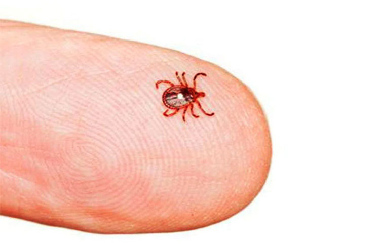 ভারতীয় শিশু-বিশেষজ্ঞ চিকিৎসক (চাইল্ড স্পেশালিস্ট) ডঃ অনিন্দ্য কুণ্ডর জানান, অ্যাজিথ্রোমাইসিনের মতো সহজলভ্য অ্যান্টিবায়োটিকের প্রয়োগে সহজেই এই রোগ নির্মূল হয়। অনেক ক্ষেত্রে তিন থেকে পাঁচ দিন ধরে চলা জ্বরের ক্ষেত্রে চিকিৎসকরা অ্যান্টিবায়োটিক দিয়ে থাকেন। আর তাতেই ধরা পড়ার আগেই সেরে যায় স্ক্রাব টাইফাস।