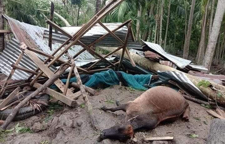 আম্ফানের আঘতে গবাধি পশুও প্রাণ হারিয়েছে।