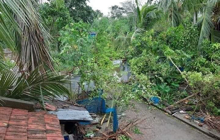 গাছপাল ভেঙে লন্ডভন্ড অবস্থা।