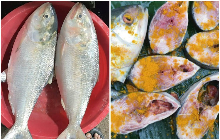 তবে টুকরা টুকরা করে মসলা মেখে রাখার চেয়ে আস্ত ইলিশ মাছ পলিথিনে মুড়িয়ে ডিপ ফ্রিজে রাখলে বেশিদিন ভালো থাকবে।ছবি: সংগৃহীত