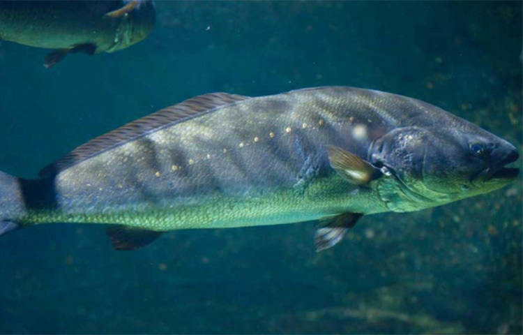 ভারতে মাছটি নিয়ে তুমুল আলোচনা হচ্ছে। অন্যান্য মাছের মতোই দেখতে, মুখের দিকে সোনালি আভার এই মাছ। তবে এর দাম অবিশ্বাস্য।