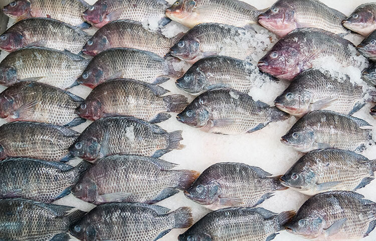 আগুনে পুড়ে যাওয়া ক্ষত সারাতে চিকিৎসকরা তেলাপিয়া মাছের ত্বকের কার্যকারিতা পরীক্ষা করে দেখছেন। তারা এখন পর্যন্ত সাফল্য পাওয়ার কথাই জানাচ্ছেন। তেলাপিয়ার ত্বকে মানুষের ত্বকের প্রায় সমপরিমাণ আর্দ্রতা আর কোলাজেন প্রোটিন আছে। এছাড়া তেলাপিয়ার ত্বক মানুষের ত্বকের মতোই রোগপ্রতিরোধী বলে জানাচ্ছেন গবেষকরা। ছবি: সংগৃহীত