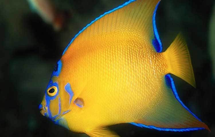 ক্ল্যারিয়ঁ অ্যাঞ্জেলফিস: মেক্সিকো উপকূলে এই বিরল প্রজাতির এই মাছ পাওয়া যায়। এই মাছটির দাম আড়াই হাজার মার্কিন ডলার।