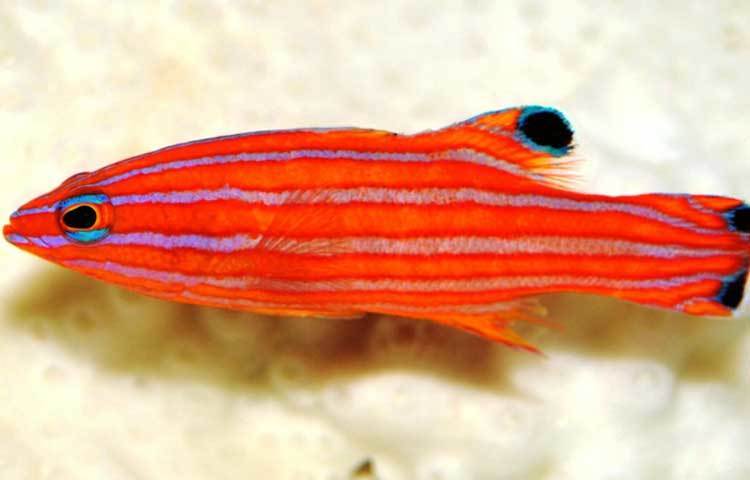 ক্যান্ডি বাসলেট: ক্যারিবিয়ান উপকূলে এই মাছটি দেখা য়ায়। এর দাম এক হাজার মার্কিন ডলার।