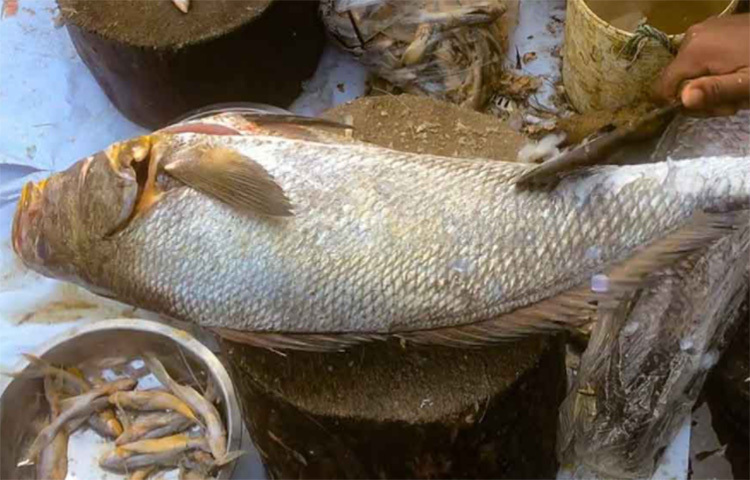 সম্প্রতি মহারাষ্ট্রের পালঘরের ওই মৎস্যজীবীরা ১৫৭টি ঘোল মাছ পেয়েছেন। যা বিক্রি হয়েছে ১ কোটি ৩৩ লাখ রুপিতে। যা বাংলাদেশি মুদ্রায় দুই কোটিরও বেশি। ছবি: সংগৃহীত