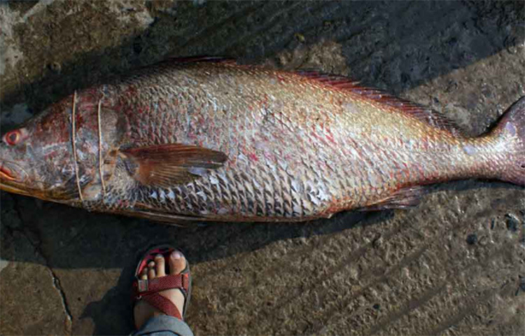 এই মাছের ঔষধি গুণ থাকাতেই এর মূল্য এত বেশি। মাছ ব্যবসায়ীদের কাছ থেকে ওষুধ উৎপাদন সংস্থাগুলো এই মাছ কিনে নেয়। তারপর এর দেহের প্রায় প্রতিটি অংশ দিয়েই তৈরি হয় ওষুধ। এই মাছের বায়ু পটকা দিয়ে বৃক্কের নানা রোগ নিরাময়ের ওষুধ তৈরি হয়। বিশেষ করে বৃক্কে পাথর জমলে তা দূর করতে নাকি দারুণ উপকাীি ঘোল মাছের পটকা থেকে উৎপন্ন ওষুধ। ছবি: সংগৃহীত