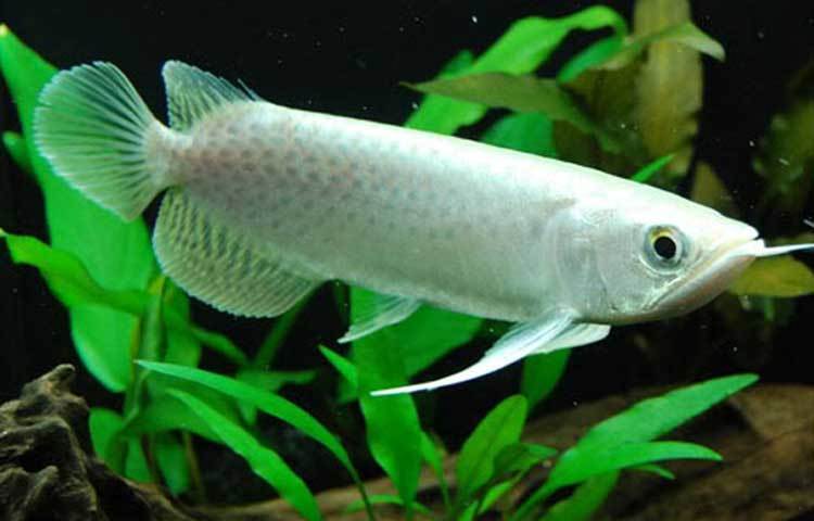 প্লাটিনাম আরওয়ানা: এ মাছটির দাম চার লাখ মার্কিন ডলার। এটি হোয়াইট আরওয়ানা নামেও পরিচিত। মাছটি এশিয়া, আফ্রিকা এবং আমেরিকার বিভিন্ন দেশে এটি পাওয়া যায়।