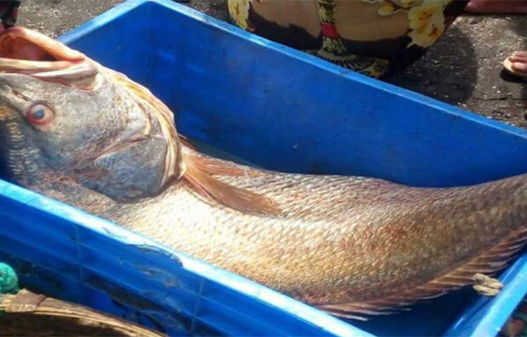 দামের জন্যই ‘সমুদ্রের সোনা’ বলা হয় এই মাছকে। এর  বৈজ্ঞানিক নাম ‘প্রোটোনিবিয়া ডায়াকানথুস’। ইন্দোনেশিয়া, তাইল্যান্ড, হংকং, সিঙ্গাপুর এবং মালয়েশিয়া ই সব দেশে এই মাছের চাহিদা খুব বেশি। ছবি: সংগৃহীত
