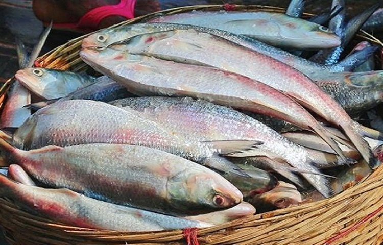 পলিথিন মোড়ানো ইলিশ ডিপ ফ্রিজে রেখে দিলে সারাবছর স্বাদ অক্ষুণ্ন থাকবে। ছবি: সংগৃহীত