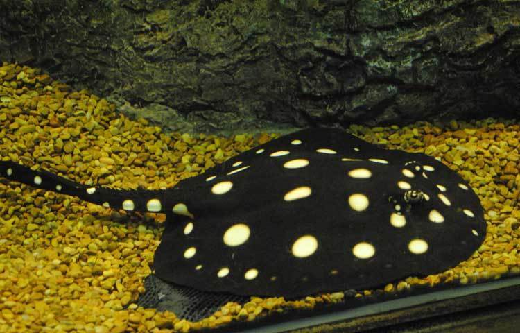 ফ্রেসওয়াটার পোলকা ডট স্ট্রিংয়ে: সুন্দর এই মাছটিকে তাইওয়ানে পাওয়া যায়। এ মাছটির দাম এক লাখ মার্কিন ডলার।