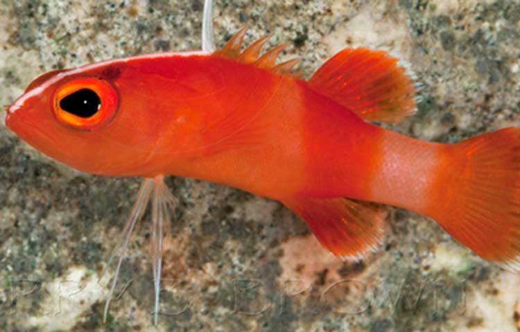 ব্লেডফিন বাসলেট: ছোট্ট সুন্দর মাছটি ক্যারিবিয়ান উপকূলে পাওয়া যায়। এই মাছের দাম দশ হাজার মার্কিন ডলার।