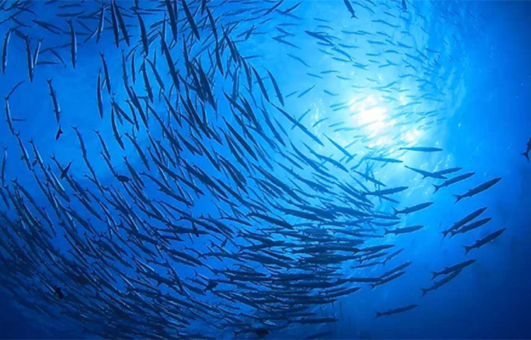 এ ছাড়াও প্রচুর পরিমাণে খনিজ পদার্থ, ভিটামিন রয়েছে এই সামুদ্রিক মাছে। অস্ত্রপচারের পর দেহের সঙ্গে মিশে যাওয়া সেলাইয়ের সুতো তৈরিতেও ব্যবহার করা হয় এই মাছের শরীরের অংশ। এই মাছের দাম নির্ভর করে এর ওজন এবং মাছটি পুরুষ না স্ত্রী, তার উপর। একটি ৩০ কেজির পুরুষ ঘোলের দাম অন্তত চার থেকে পাঁচ লাখ রুপির মধ্যে ওঠানামা করে। ছবি: সংগৃহীত