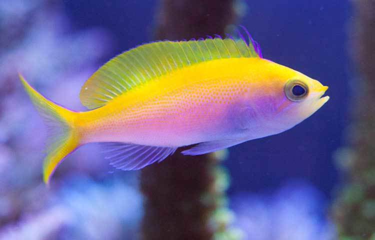 গোল্ডেন বাসলেট: প্রশান্ত মহাসাগরে এই মাছটি পাওয়া যায়। এর দাম ৮ হাজার মার্কিন ডলার।