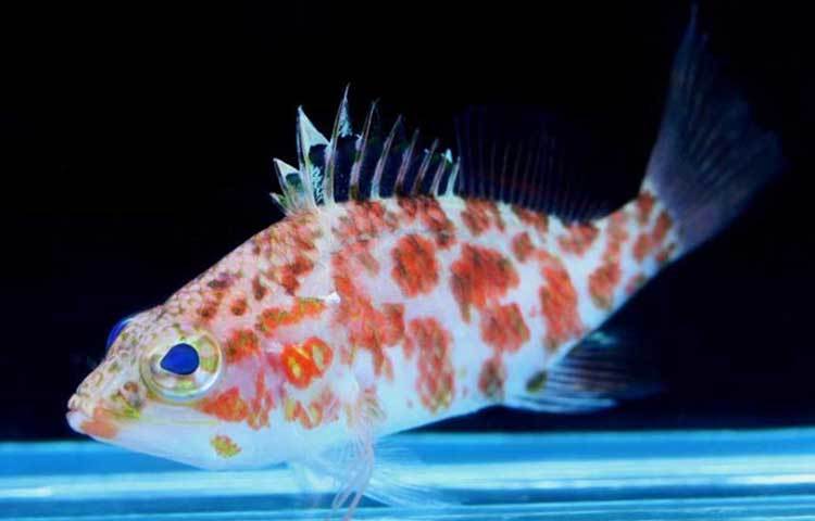 নেপচুন গ্রুপার: হলুদ, গোলাপী ও কমলা রঙের এই মাছের দাম ৬ হাজার মার্কিন ডলার।