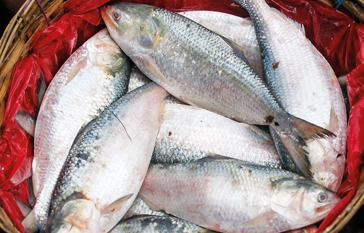 অন্যদিকে ইলিশ মাছ কেটে সুন্দর করে ধুয়ে উপযুক্ত পরিমাণে লবণ দিয়ে প্লাস্টিকের পাত্রে রেখে দিলে দীর্ঘদিন রেখে ইলিশ মাছ খাওয়া যায়। ছবি: সংগৃহীত