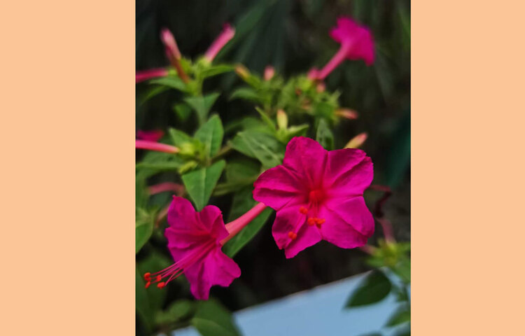 প্রতিদিন সকালে-বিকালে সানজিদা তার বাগানের যত্ন নেন। ছবি: সৈয়দা সানজিদা জাহান