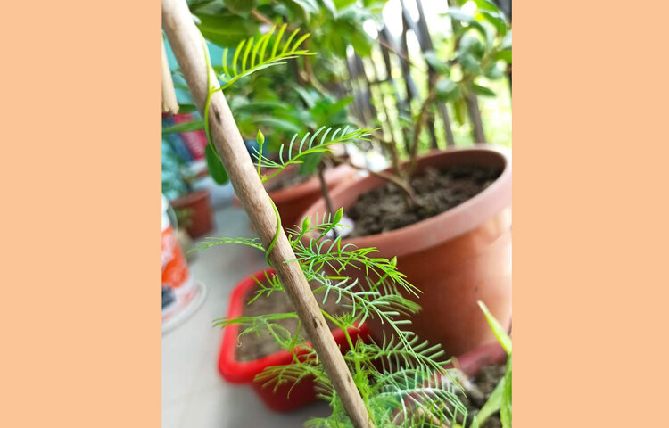 বাগানের ফুল দেখে প্রতিদিনের কর্মক্লান্তি ভুলে যান সানজিদা। ছবি: সৈয়দা সানজিদা জাহান