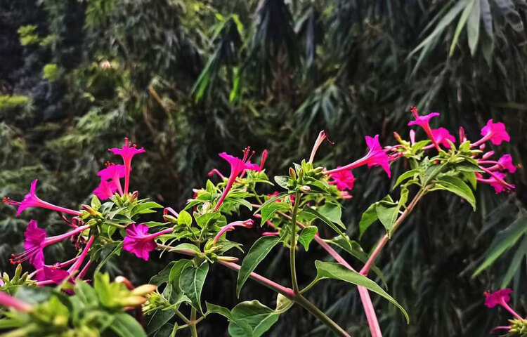 জগন্নাথ বিশ্ববিদ্যালয় থেকে স্টাডিস অ্যাকাউন্টিং এন্ড ইনফরমেফশন বিভাগ থেকে উচ্চতর ডিগ্রি নেয়া সানজিদা মনেপ্রাণে প্রকৃতি ভালোবাসেন। ছবি: সৈয়দা সানজিদা জাহান