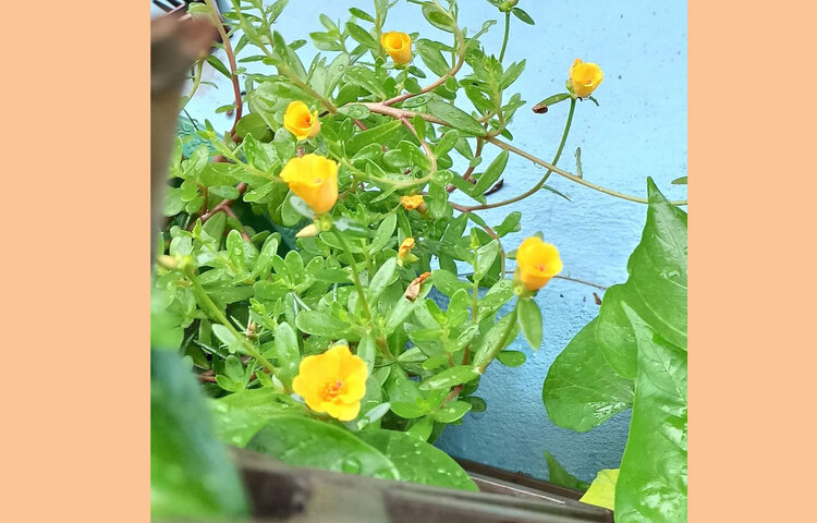 বেলকনি বাগানে ফুটেছে নজরকাড়া ফুল। ছবি: সৈয়দা সানজিদা জাহান