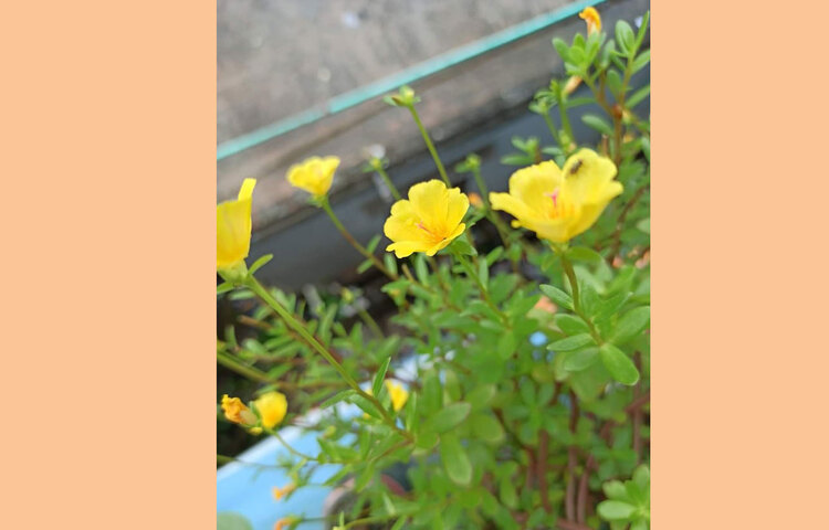 নিয়ম করে প্রতিদিন বেলকনি বাগানের যত্ন নেন সানজিদা। ছবি: সৈয়দা সানজিদা জাহান