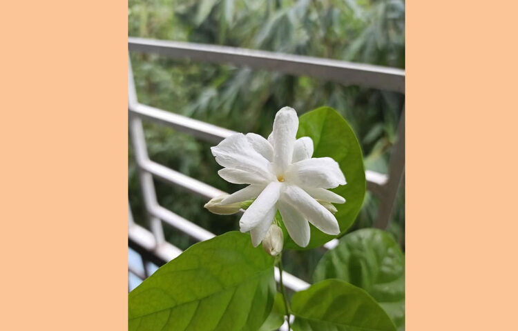 সকালে বেলি ফুলের গন্ধে ভরে সানজিদার বেলকনি বাগান। ছবি: সৈয়দা সানজিদা জাহান