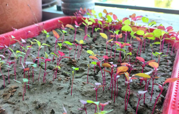 ফুলের পাশাপাশি সানজিদা তার বাগানে লাল শাকের চাষও করেছেন। ছবি: সৈয়দা সানজিদা জাহান