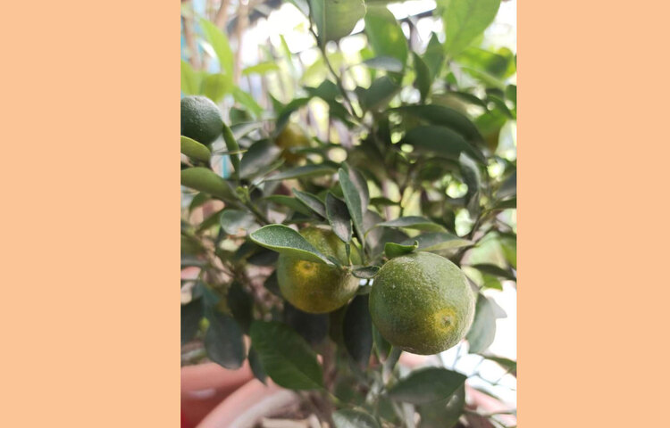 বেলকনিতে কমলা গাছও লাগানো হয়েছে। ছবি: সৈয়দা সানজিদা জাহান