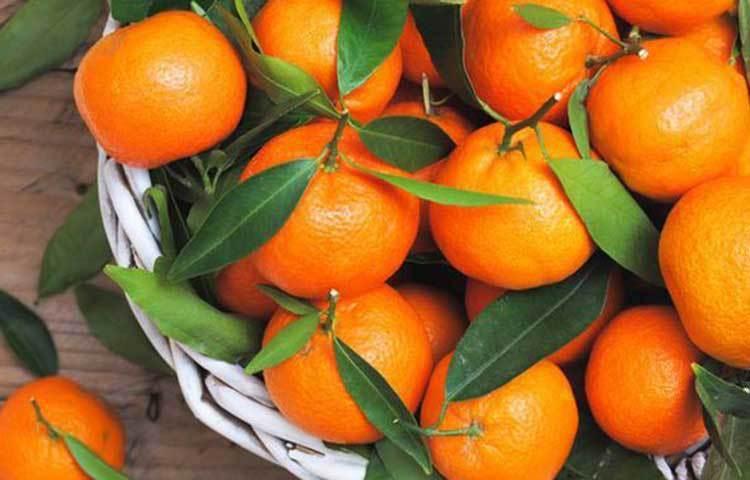 ভিটামিন সি যুক্ত খাবার: নিয়মিত ভিটামিন সি যুক্ত ফল খাওয়া ভালো স্বাস্থ্যের জন্য ভালো। এসব ফলের মধ্যে আছে লেবু, কমলা, জাম্বুরা ও আঙ্গুর ফল। বার বার হাঁচির সমস্যা থেকে মুক্তি দিতে পারে এসব ফল। হারবাল চায়ের সাথে লেবুর রস মিশিয়ে পান করলে ইতিবাচক ফল পাওয়া যাবে।