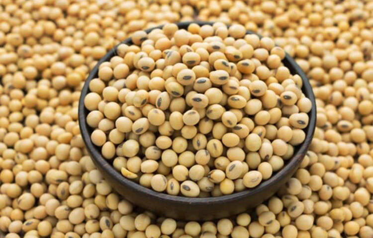 সয়াবিনে প্রচুর পরিমাণে আয়রন রয়েছে। সয়াবিন থেকে তৈরি বিভিন্ন খাবারে প্রচুর আয়ন থাকে। আয়রন ছাড়াও সয়াবিন ও সয়াবিনজাত খাবারে ম্যাগনেসিয়াম, ক্যালসিয়াম এবং ফসফরাসও আছে। ছবি: সংগৃহীত
