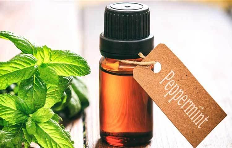 পিপারমেন্ট অয়েল: পিপারমেন্ট অয়েলের অ্যান্টিব্যাকটেরিয়াল উপাদান শুধু হাঁচিই প্রতিরোধ করে। পাশাপাশি নাকের সমস্যা থেকেও মুক্তি দিতে পারে। ফুটন্ত পানির মধ্যে কয়েক ফোঁটা পিপারমেন্ট অয়েল মিশিয়ে নিয়ে। এরপর মাথা একটি বড় তোয়ালে দিয়ে ঢেকে ভাঁপ নিতে হবে। এর ফলে নাক পরিষ্কার হবে এবং সহজে শ্বাস নিতে পারবেন।