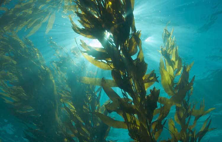 সামুদ্রিক শৈবাল: সমুদ্রে শুধু মাছ নয়, অনেক উপকারী শৈবালও পাওয়া যায়। এগুলো শাকের মত সুস্বাদু ও স্বাস্থ্যকর খাবার।