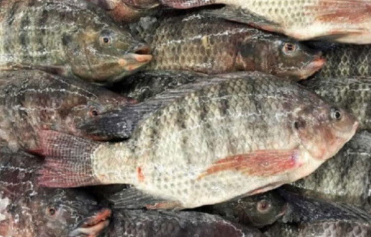 অন্যদিকে ইউনিভার্সিটি অফ অ্যালবানির একটি সমীক্ষায় দেখা গিয়েছে বেশির ভাগ ক্ষেত্রেই তেলাপিয়া কৃত্তিমভাবে প্রজনন করার জন্য কীটনাশক ও অ্যান্টিবায়োটিক ব্যবহৃত হয়। এই কীটনাশক ডেকে আনতে পারে ক্যান্সার।