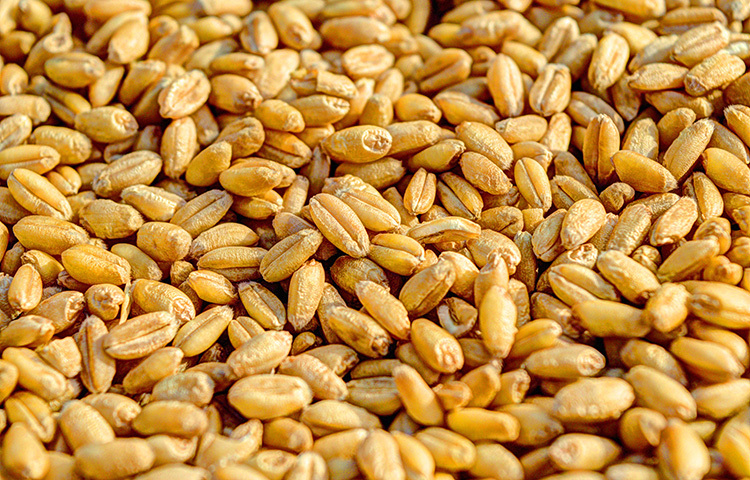 চিকিৎসকদের মতে, সাধারণত প্যাকেটজাত পরিশোধিত চকচকে চাল, আটা, ময়দা এড়িয়ে যাওয়াই ভালো। কারণ পরিশোধনের ফলে সেগুলো থেকে সব পুষ্টিগুণ হারিয়ে যায়। ছবি: সংগৃহীত