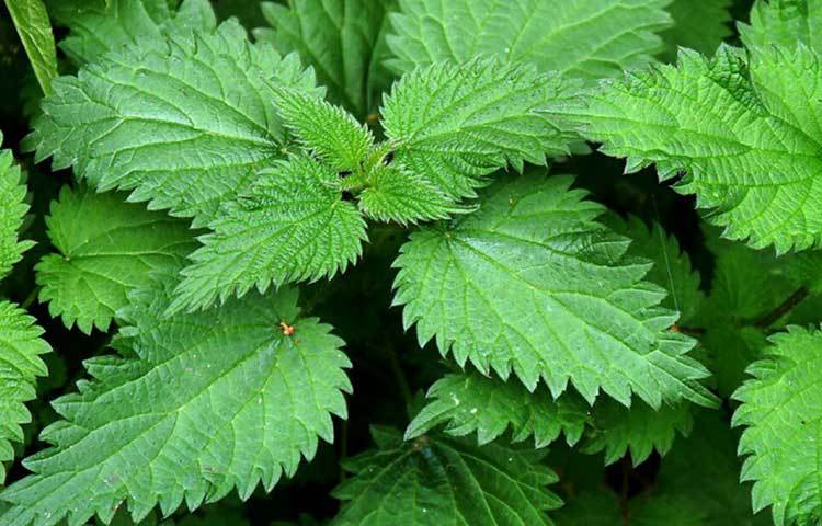 বিছুটি গাছ: বার বার হাঁচি দেয়ার সমস্যাটির সমাধানের সবচেয়ে ভালো উপায় হচ্ছে বিছুটি গাছ। যেকোনো ধরনের অ্যালার্জিক প্রতিক্রিয়া এবং অ্যালার্জির কারণে সৃষ্ট হাঁচি থেকে মুক্তি দিতে পারে বিছুটি পাতা। ফুটন্ত পানিতে বিছুটি পাতা দিয়ে চা তৈরি করে দিনে দুই-তিনবার এই চা পান করলে উপকার হবে।