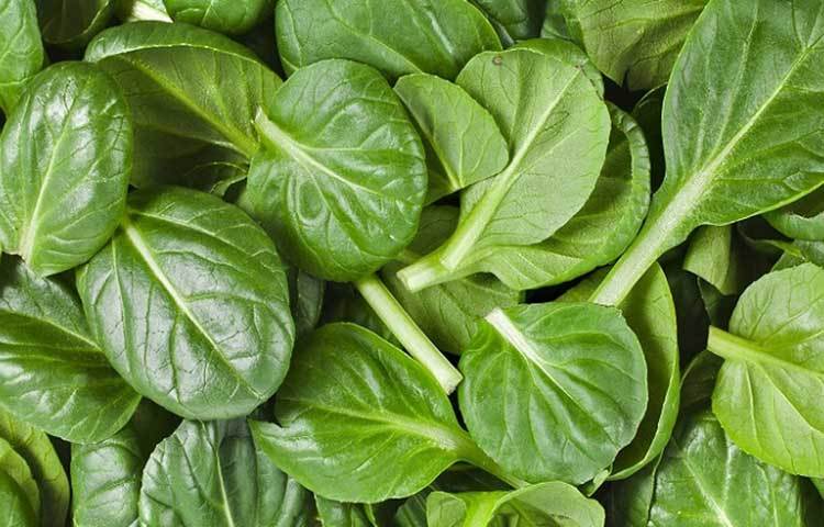 পালং: শীতে বাজারে পালং শাক প্রচুর পাবেন। রোগ প্রতিরোধ ক্ষমতা বাড়াতে ও শীতে সুস্থ থাকতে পালং শাক খেতে পারেন। পুষ্টিতে ভরপুর পালংয়ের অ্যান্টিঅক্সিডেন্ট ও ক্যানসারপ্রতিরোধী গুণের কারণে এটি ‘সুপারফুড’ হিসেবে পরিচিত। সবুজ পাতার এ শাক দ্রুত পেটের চর্বি কমাতে পারে। পালংয়ে ভিটামিন ও মিনারেল আছে, এতে ক্যালরি থাকে কম।