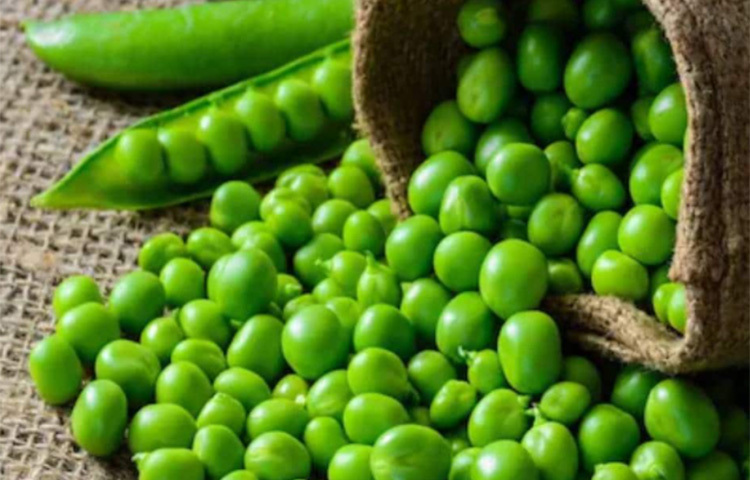 সব রকমের বিনস ও মটর থেকেও প্রচুর পরিমাণে আয়রন পাওয়া যায়। পাশাপাশি, বিনস ও মটরে আছে ফাইবার, ফোলেট, ফসফরাস, পটাশিয়াম এবং ম্যাগনেসিয়াম। ছবি: সংগৃহীত