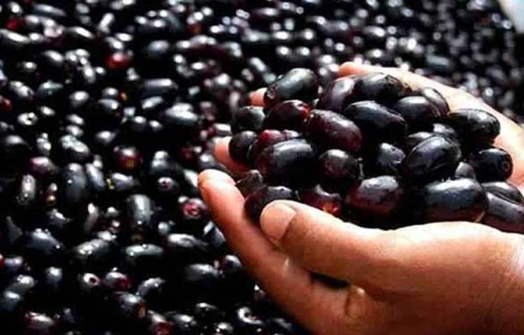 জাম: দেশীয় ফল এটি। এতে প্রচুর পরিমাণে অ্যান্টিঅক্সিডেন্ট রয়েছে, যা শরীরে রক্ত তৈরি করে। মস্তিষ্ককে সজাগ রাখতে সাহায্য করে জাম।