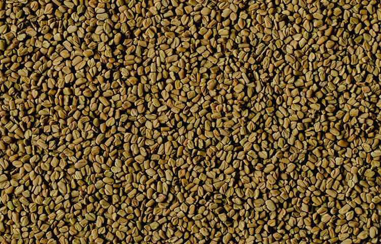 মেথি বীজ: ১ চামচ দইয়ের সঙ্গে ১ চামচ মেথি বীজ মিশিয়ে ইফতারের পর ২-৩ বার খেতে হবে। সঙ্গে পেটে যন্ত্রণা এবং বদ হজম কমে যাবে। ছবি: সংগৃহীত