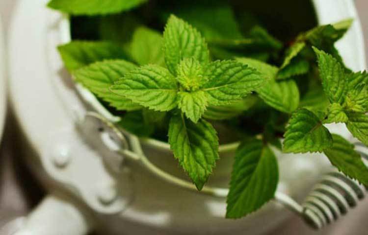 পুদিনা: পুদিনা রুচিজনক অগ্নিবর্ধক, মুখের জড়তানাশক, কফ ও বাত নষ্ট করে, বলকর, বমন ও অরুচিনাশক, জীবাণুনাশক, জীর্ণতার সহায়ক, বায়ুবিকারে উপশামক, প্রস্রাবকারক, বমন নিবারক, অরুচি, হিক্কা, জ্বর ও জরান্তিক দুর্বলতা, ব্রঙ্কাইটিস, বাত ইত্যাদিতে ব্যবহার্য। এটিকে দিয়ে সুস্বাদু খাদ্য ও পানীয় প্রস্তুত করা হয়।