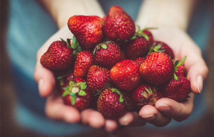 টকটকে লাল রঙের এই লোভনীয় ফলটি দেখতে যেমন সুন্দর স্বাদেও তেমন অতুলনীয়। শুধু রূপ আর স্বাদই না, এর আছে বহুগুণ। স্ট্রবেরিতে আছে প্রচুর পুষ্টি উপাদান যা শরীরের নানান রোগবালাই দূর করে আর শরীরকে রাখে সুস্থ।