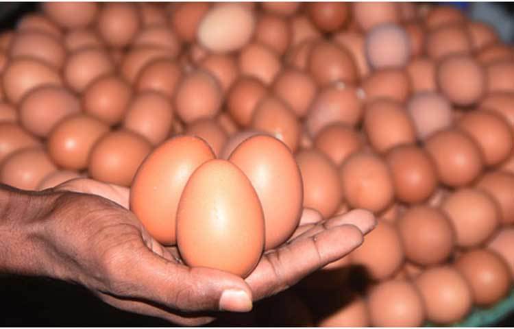 ডিম: পুরুষের ক্ষেত্রে শরীর গরম রাখতে সাহায্য করে। ডিম পুষ্টিগুণসমৃদ্ধ একটি খাবার। ডিমের মধ্যে রয়েছে প্রয়োজনীয় অ্যামাইনো অ্যাসিড। এছাড়া এতে রয়েছে ভিটামিন এ, বি৫, বি১২, বি৬, ডি, ই, কে, ফোলেট, ফসফরাস, সেলিনিয়াম, ক্যালিয়াম ও জিংক। প্রতিটি ডিমের মধ্যে রয়েছে পাঁচ গ্রাম প্রোটিন। তাই বডিবিল্ডার্সরা প্রতিদিন ডিম খান।