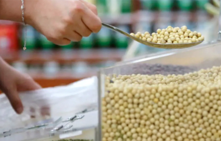 সয়াবিনের দানায় আছে আয়রন, ম্যাগনেসিয়াম, প্রোটিন ও সেলেনিয়াম। এছাড়াও ক্যালসিয়াম ও প্রোটিনে ভরপুর সয়াবিন। ছবি: সংগৃহীত