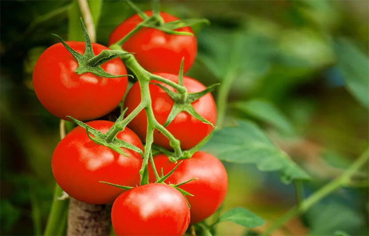 জটিল অসুখ ক্যানসার প্রতিরোধে লাল রঙের টোম্যাটো প্রয়োজনীয়। বিশেষ করে প্রস্টেট ক্যানসার ও হৃদরোগ আটকাতে টামেটো তুলনাহীন। ফাইটোকেমিক্যালস থেকেই এই লাল রং আসে। ছবি: সংগৃহীত