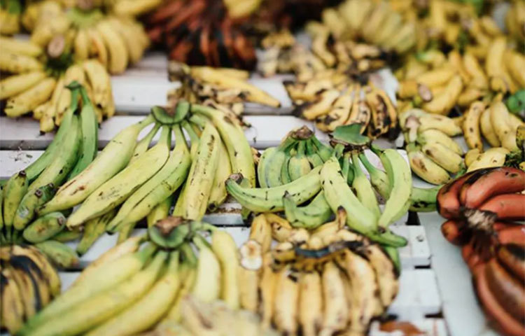 কলা সারা বছর পাওয়া যায়। তবে গ্রীষ্মকালীন ফল হিসেবে বেশ উপযোগী একটি ফল। কাঁচা-পাকা দুটোই খাওয়া যায়। অতিরিক্ত ঘামে শরীর থেকে যে তরল পদার্থ বের হয়ে যায়, তা নিয়ন্ত্রণ করতে সাহায্য করে পটাশিয়াম। এ উপাদানটি কলার মধ্যে রয়েছে, তাই গরমের সময় কলা খান নিয়মিত।