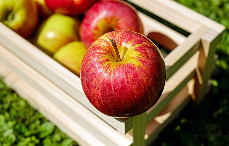 কথায় আছে প্রতিদিন একটি আপেল খেলে কোনো রোগ ধারে কাছে আসতে পারে না। আপেলের মধ্যে এক ধরনের দ্রবণীয় ফাইবার আর প্রচুর পরিমাণে পেকটিন থাকে। যা ওজন কমানোর পাশপাশি শর্করার মাত্রা বজায় রাখে। আপেল প্রতি ১০০ গ্রামে প্রায় ৫০ গ্রাম ক্যালোরি আছে। তাই এটি পেট ভরে খেলেও ওজন বাড়ে না। ছবি: সংগৃহীত