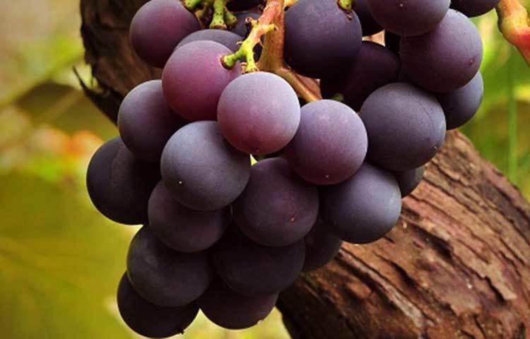 আঙুর ফলটিও সারা বছরই পাওয়া যায় আমাদের দেশে।