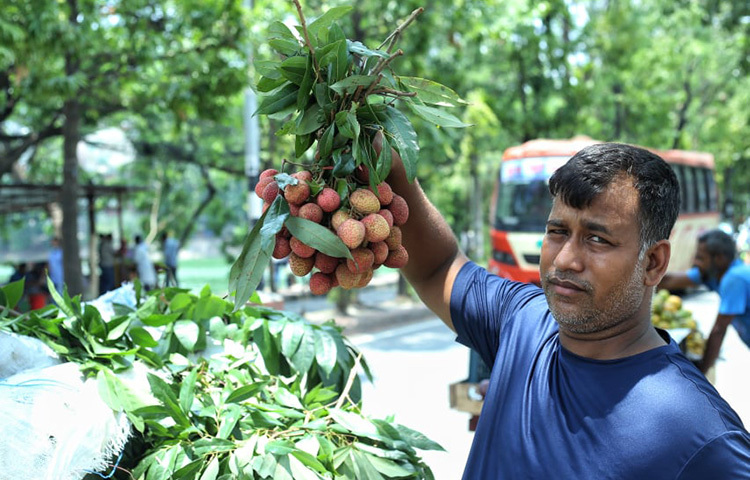 লিচু বিক্রেতাদের সাথে কথা বলে জানা যায়, ক্রেতারা দিনাজপুরের লিচু বেশি পছন্দ করেন। ছবি: মাহবুব আলম